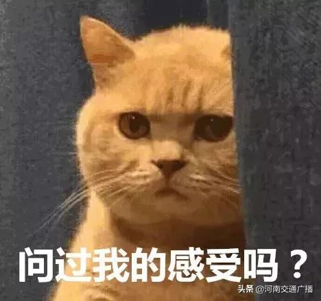 有人竟花1万给猫拉了双眼皮!网友炸锅:考虑过猫的感受吗?