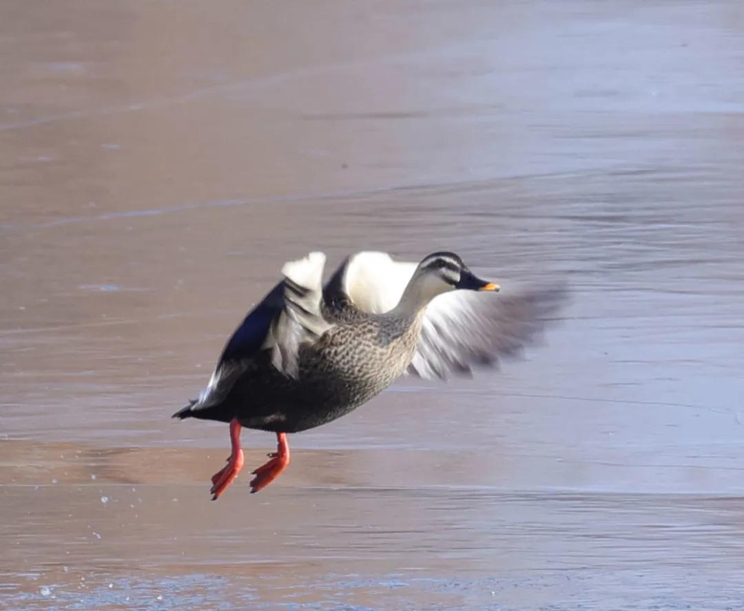 涂上黄色的“润唇膏”，TA就是野鸭中最靓的仔
