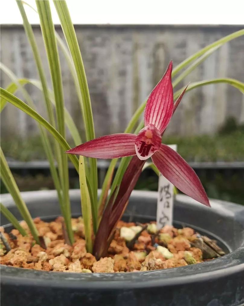 云南玉溪春兰,云南玉溪的春兰品种有哪些