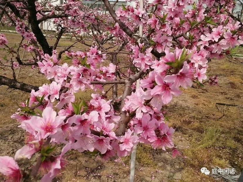 桃木是桃子还是桃花,长桃子的是桃木吗