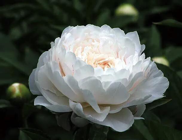 杨妃出浴是牡丹还是芍药,杨妃出浴芍药品种是进口品种吗