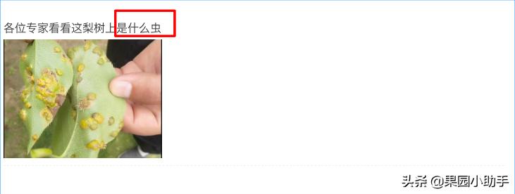 梨树开花时可以打防梨锈病的药吗,为什么梨树喷药了梨锈病更严重