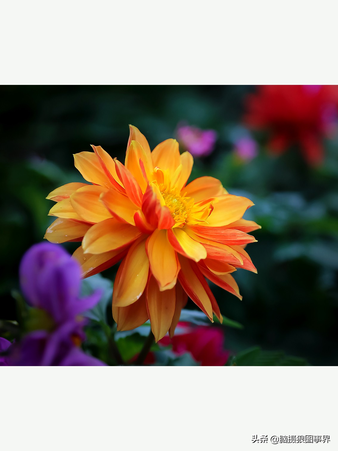 花海如何给花拍照好看,大面积的花怎样拍出花海的感觉