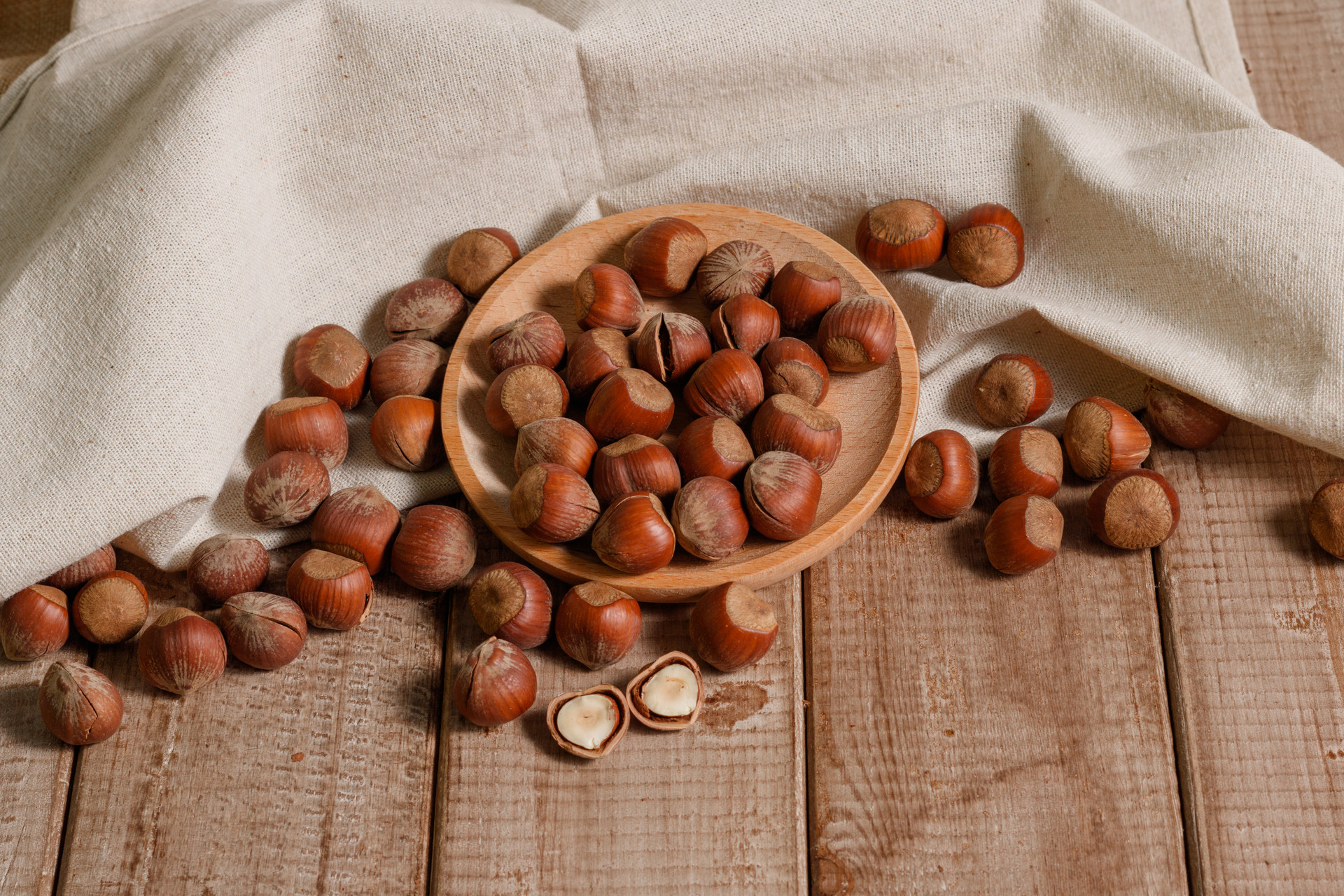 美国大榛子发芽育种,榛子如何育种