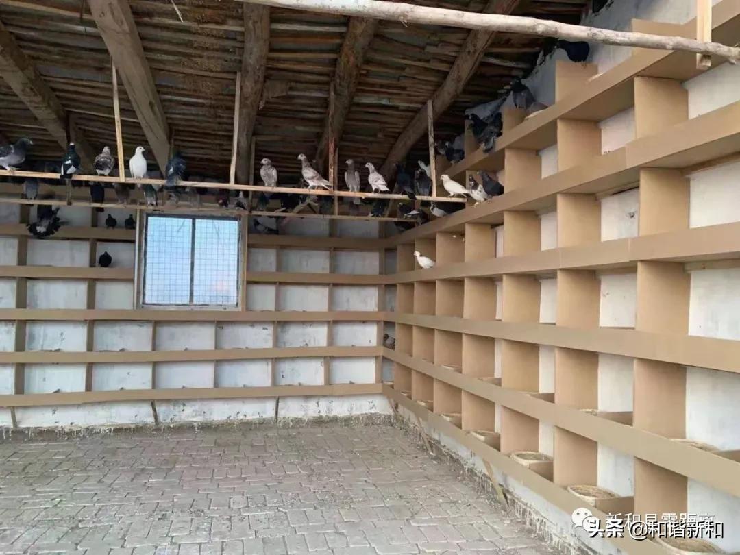 新和县:“勺鸽”变“金鸽”致富有指望