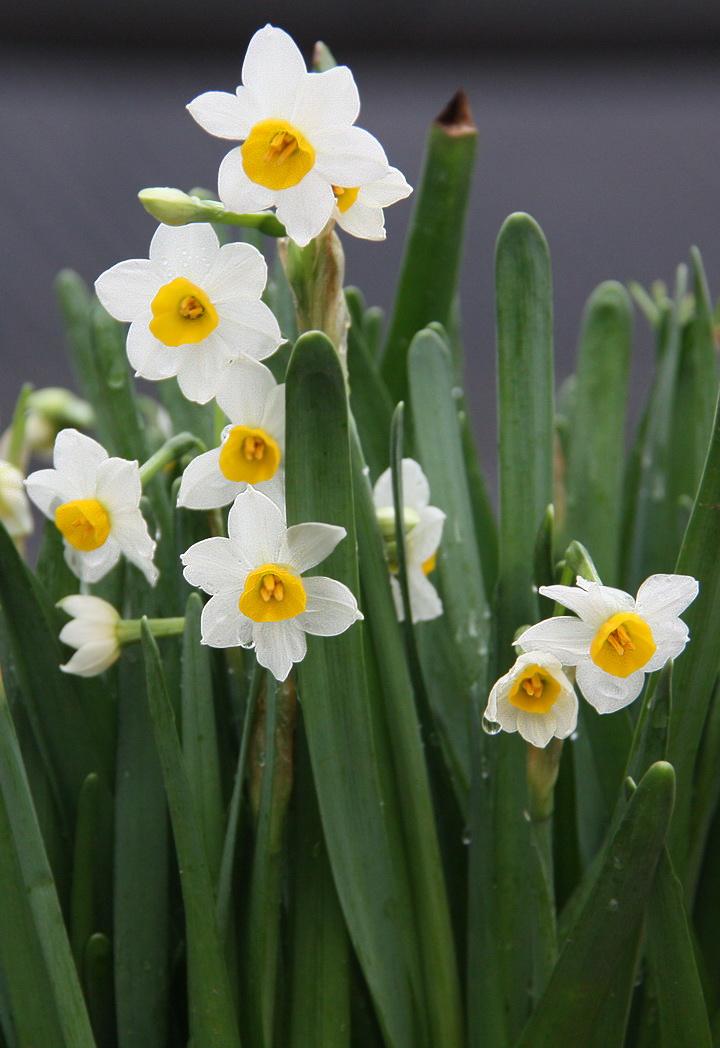 水仙花怎么养,水仙花怎么养用什么盆