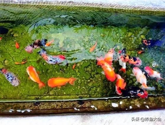 养金鱼的常识知识,养金鱼的十大技术