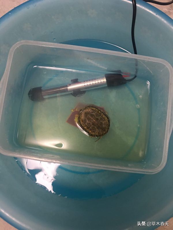 怎么治理乌龟腐皮,如何治乌龟腐皮不花钱