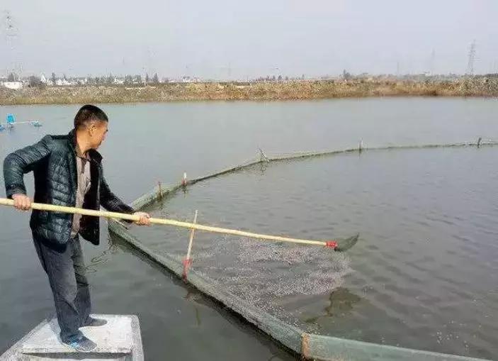 加州鲈细菌性肠炎治疗难度大,如何做到绿色、用药、安全防控?