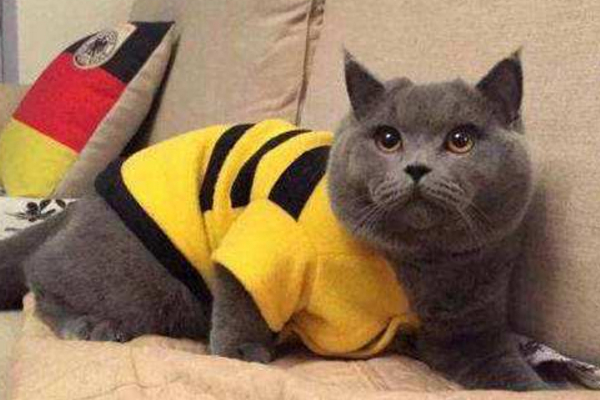 猫咪开始流眼泪,千万别忽视,根据不同情况对应治疗!