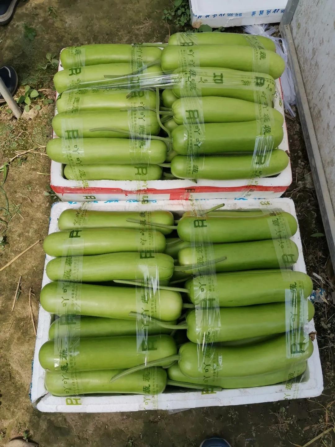 麒麟瓜种植成本与利润,瓠瓜种植收益