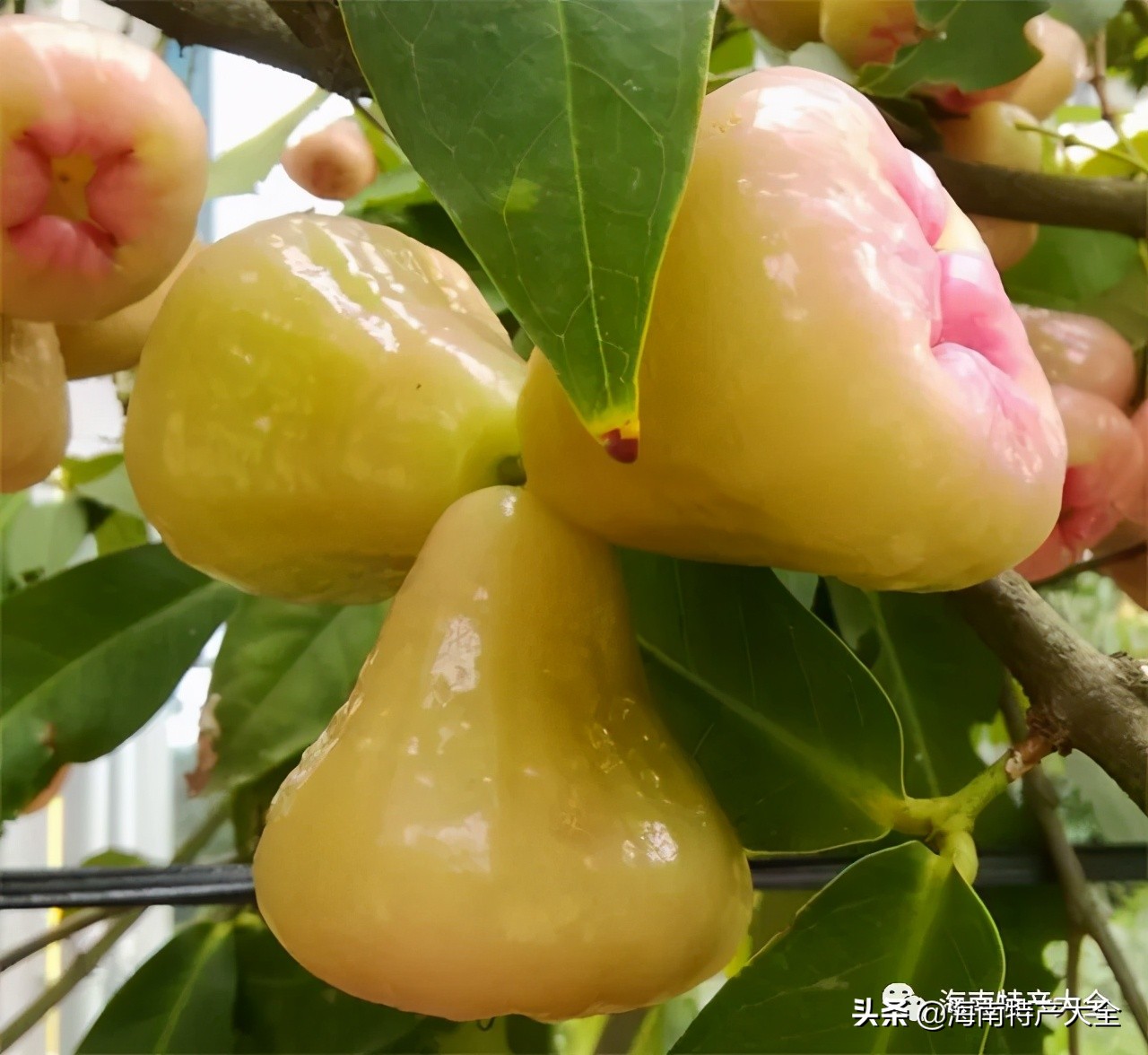 来海南必买的十大特产水果，你吃过哪个？