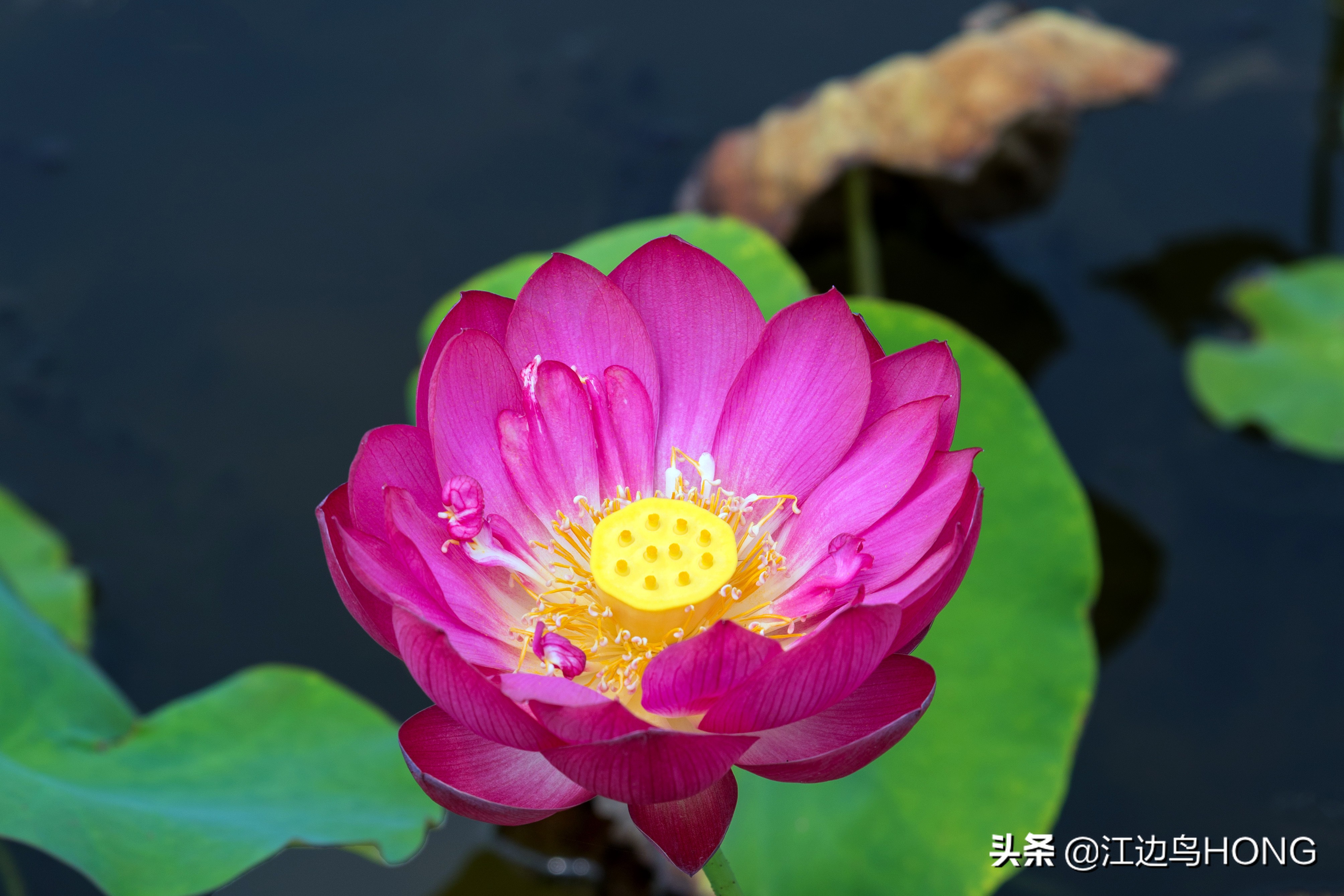 蓝莲花有第二季吗,蓝莲花怎么没有完整版