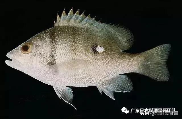 这5种淡水鱼值得多吃,中国最好吃的鱼类排行榜