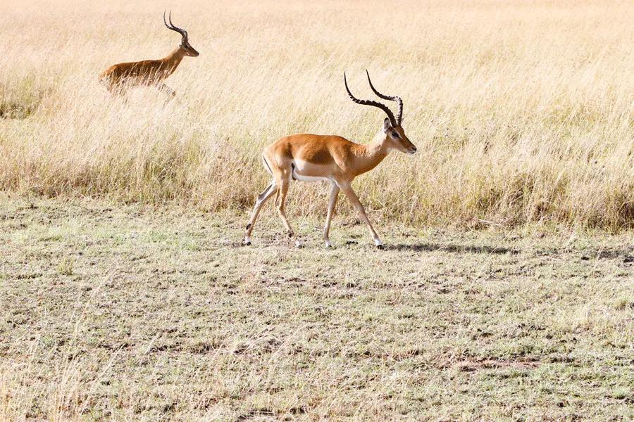 只为一串佛珠,他活剥了我妈的皮:人心有多可怕,你根本想象不到