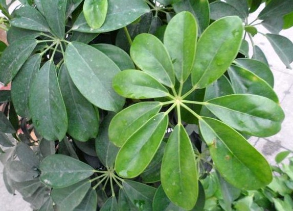 什么绿植吸甲醛效果最好又快,绿植甲醛吸收排行榜