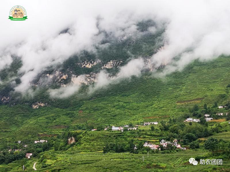 助农产品水果猕猴桃,贵州六盘水红心猕猴桃助农