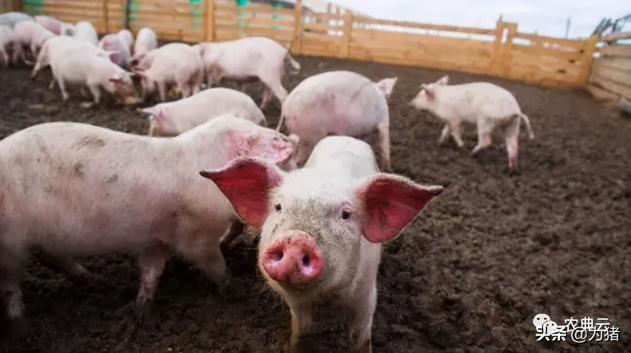 猪非瘟几天结束猪瘟的症状与治疗,猪蓝耳和猪瘟的症状区别