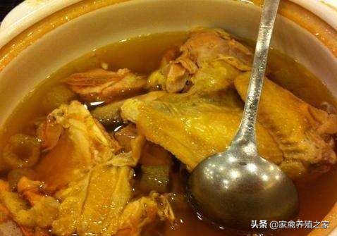 散养土鸡一只一天喂多少玉米,养好土鸡