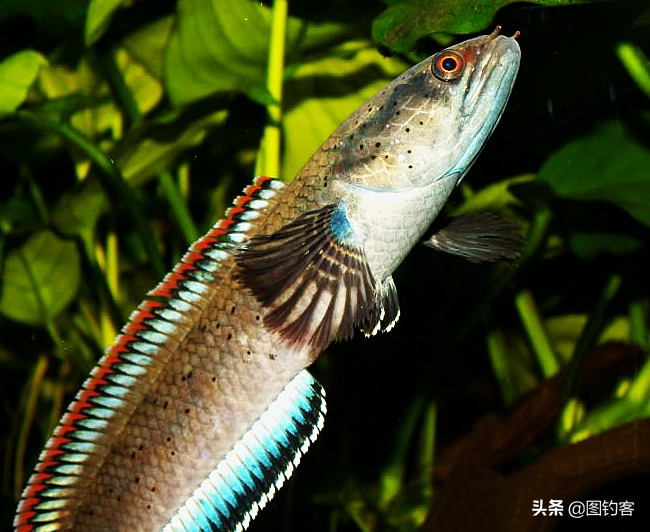 中国前十热带观赏鱼,热带观赏鱼鲤科鱼类主要有哪些鱼
