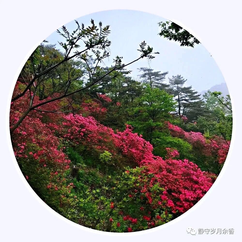 情满龟峰·诗涌花海