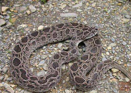 中国十大毒蛇银环蛇排名第几 (中国的毒蛇)