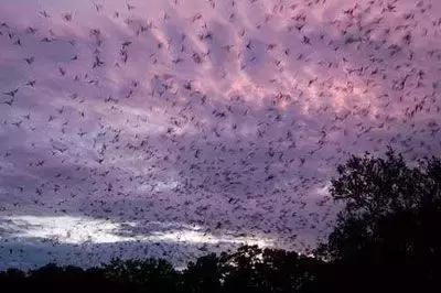 袋鼠和人打架视频,袋鼠为什么喜欢和狗狗打架