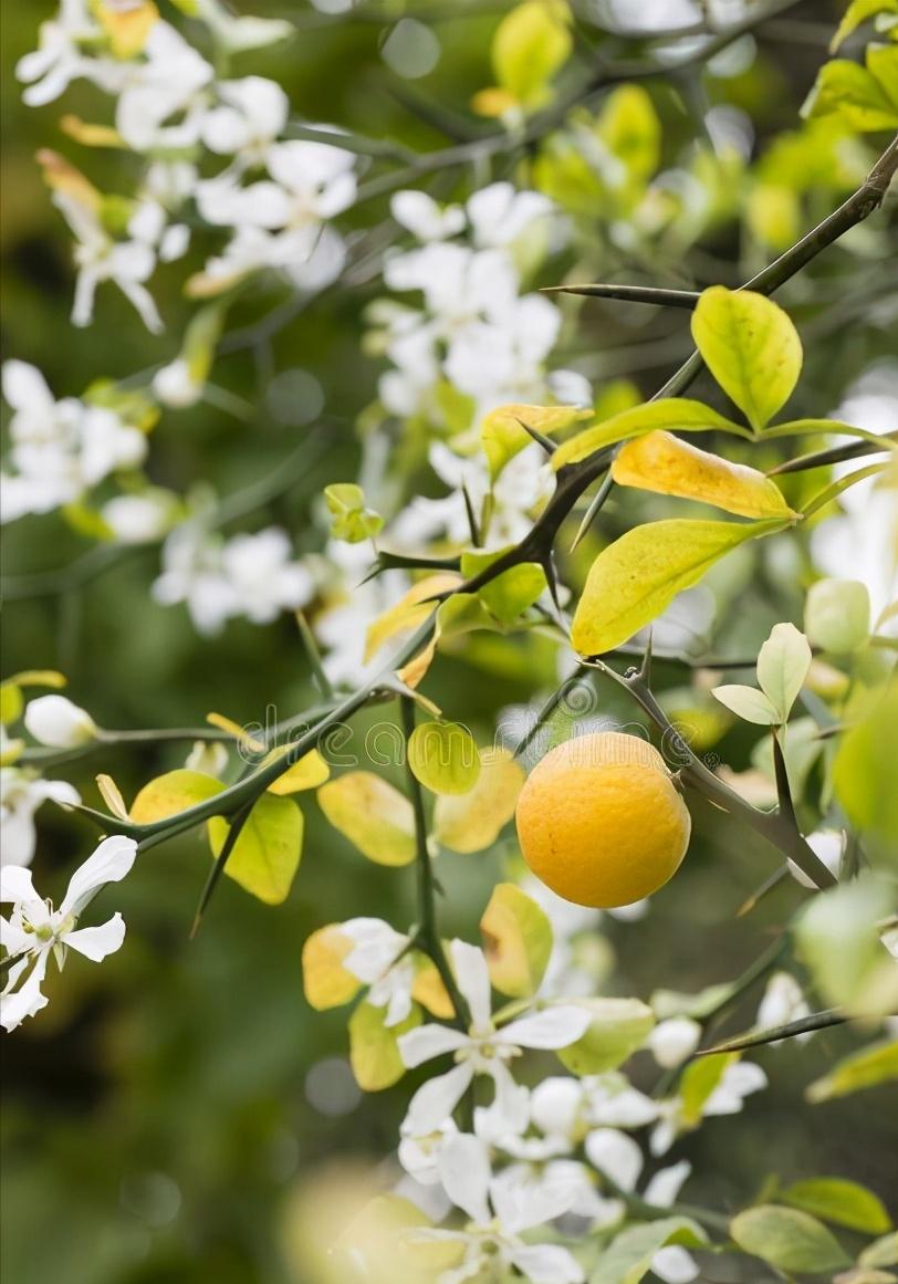 什么药润肠通便行气,通便有什么良药