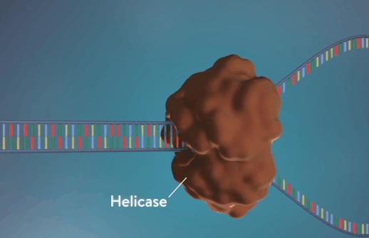 新型冠状病毒pcr检测操作规程,冠状病毒核酸检测pcr试剂