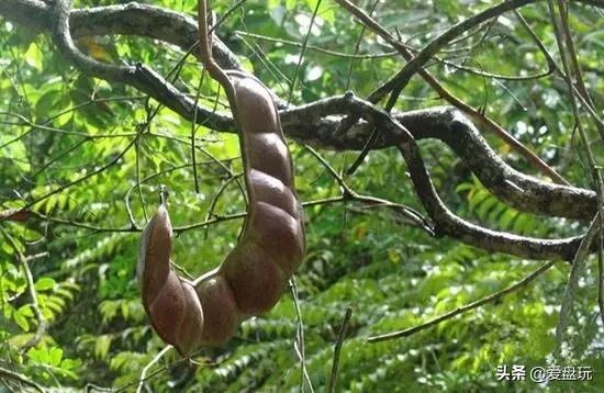 值得盘玩的小众木质手串,小众好看手串有哪些款式