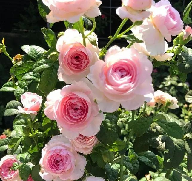 100种月季经典品种,100种经典月季品种