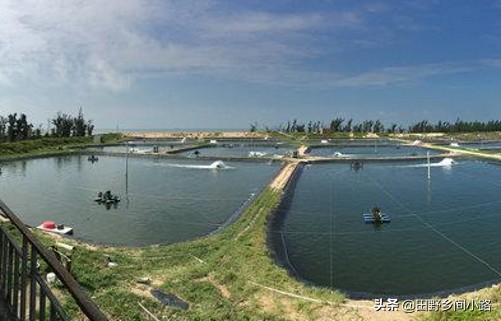 淡水虾养殖条件和方法,淡水虾如何养殖