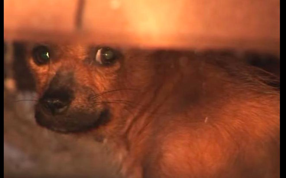 狗狗被烫掉毛了,狗狗被卖到宠物店了怎么办