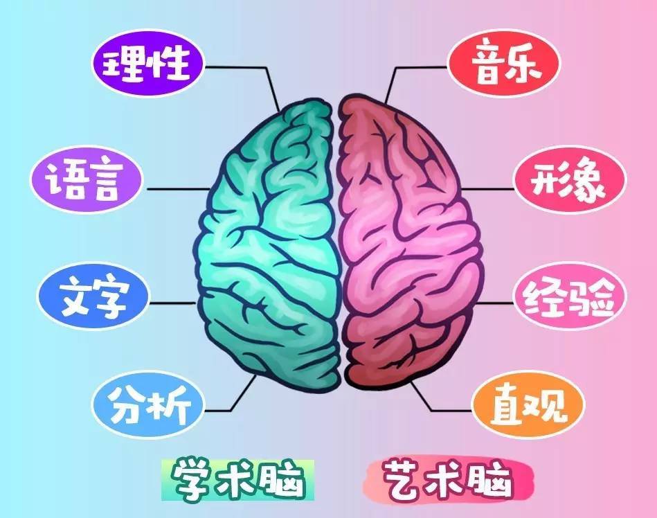 右脑开发背后的真相,右脑智力开发是真是假