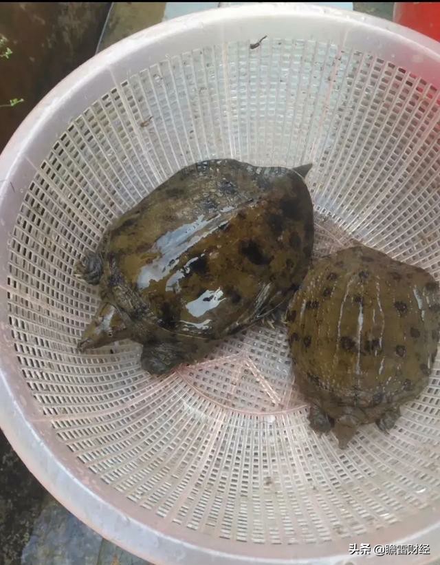 农村致富秘诀5年赚钱7.5亿元,小伙子农村创业发现意外商机