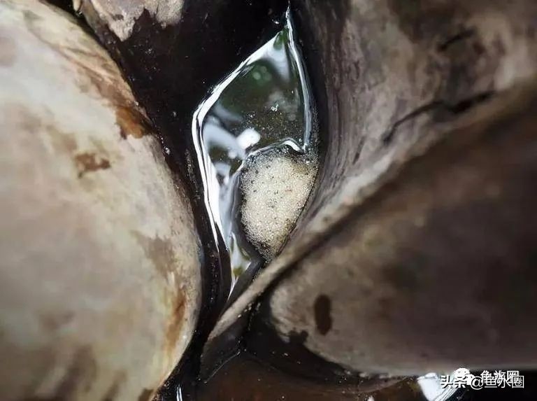 泰国斗鱼和中国斗鱼的杂交品种,中国斗鱼与泰国斗鱼哪个更厉害