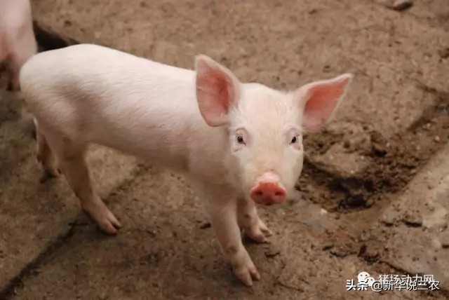 母猪产后消炎没有鱼腥草怎么办,母猪产后消炎用药配方全文干货