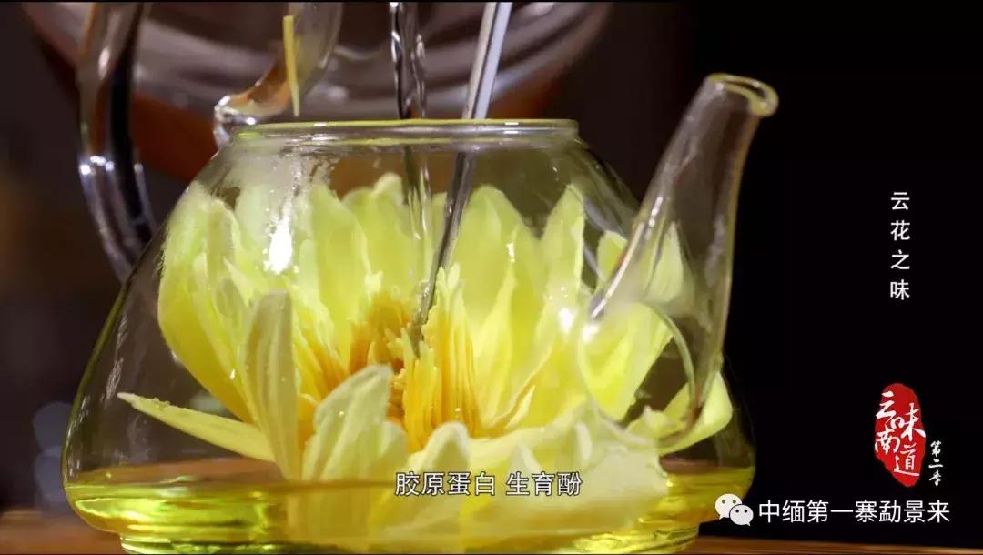 泰国顶级睡莲博士Dr.Nopchai版纳行,被勐景来圈粉