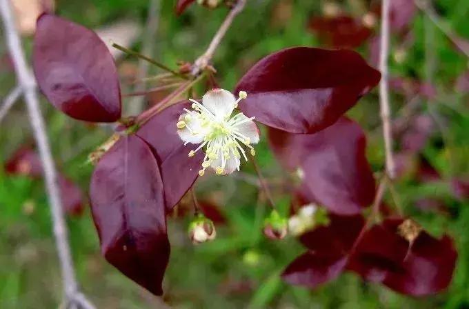 90斤的超大南瓜,迷你南瓜一个多少斤