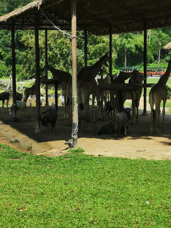 番禺长隆野生动物酒店住宿攻略,广州动物园和长隆野生动物世界