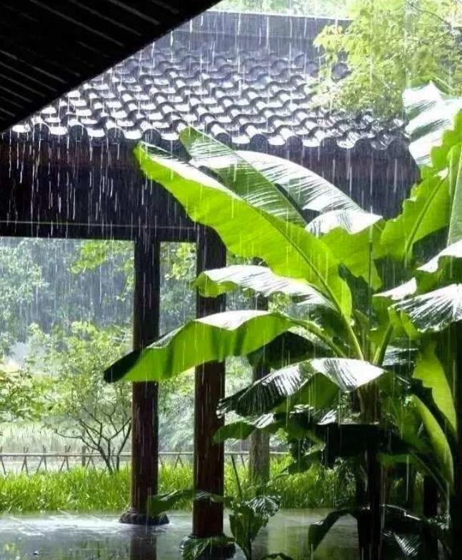 科普端午节和吃粽子的由来,端午粽百科