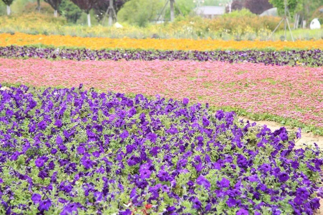 美哭了天津薰衣草花海盛放,美cry