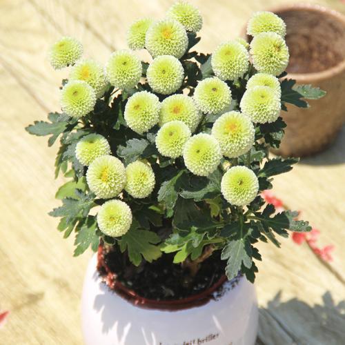 纽扣菊怎么处理来年再开花,纽扣菊一年生还是多年生