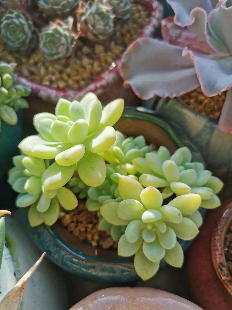 适合北方阳台党养的多肉,适合养在北阳台的多肉