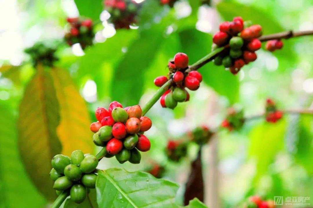 全球高尔夫,全球高尔夫挥杆