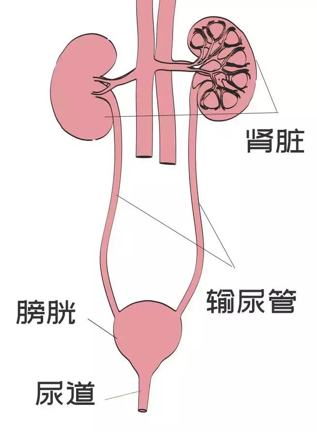 尿路感染是不讲卫生引起的吗,尿路感染是不卫生造成的吗