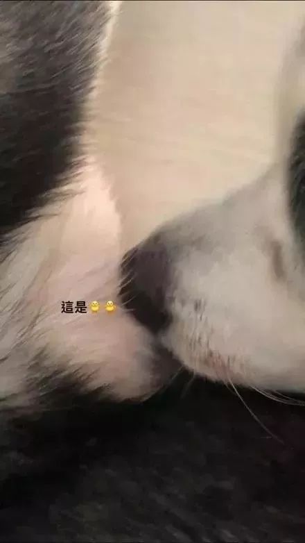 憨批二哈咬伤自己小丁丁，害得主人拍照求助还得打码