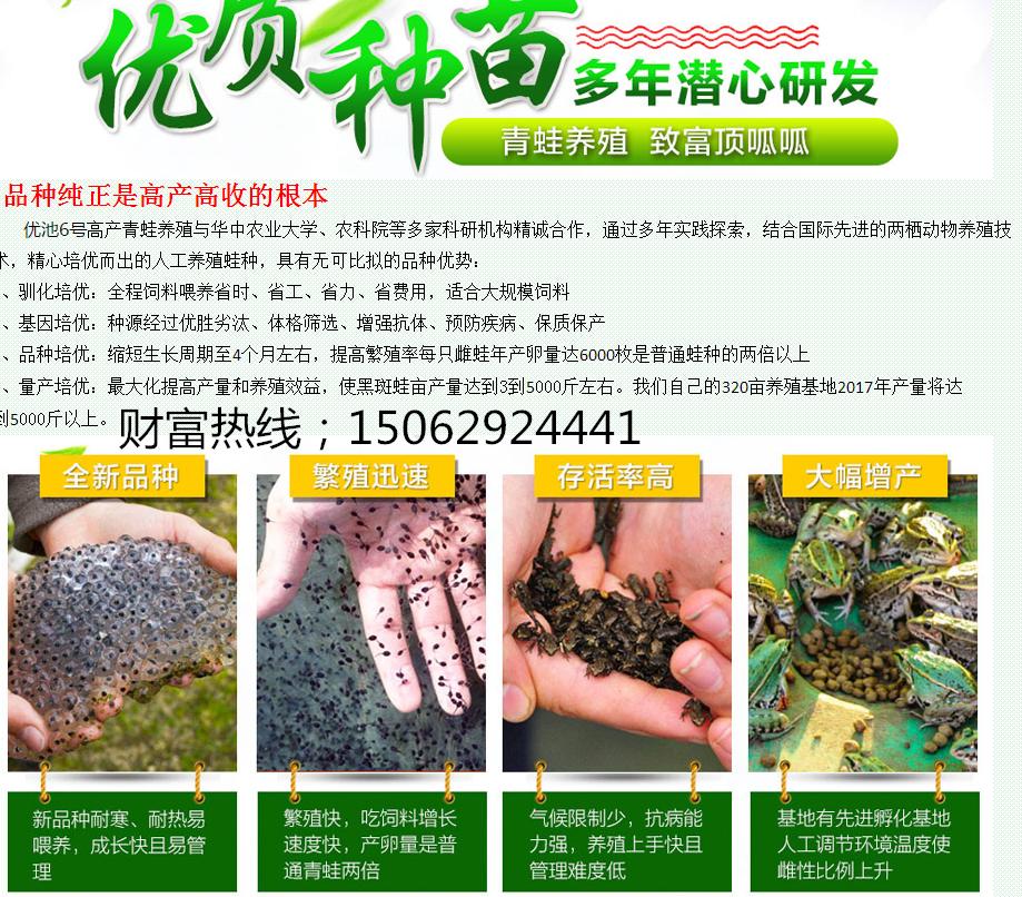 黑斑蛙养殖:养一亩青蛙能赚多少钱?养青蛙的成本和利润?