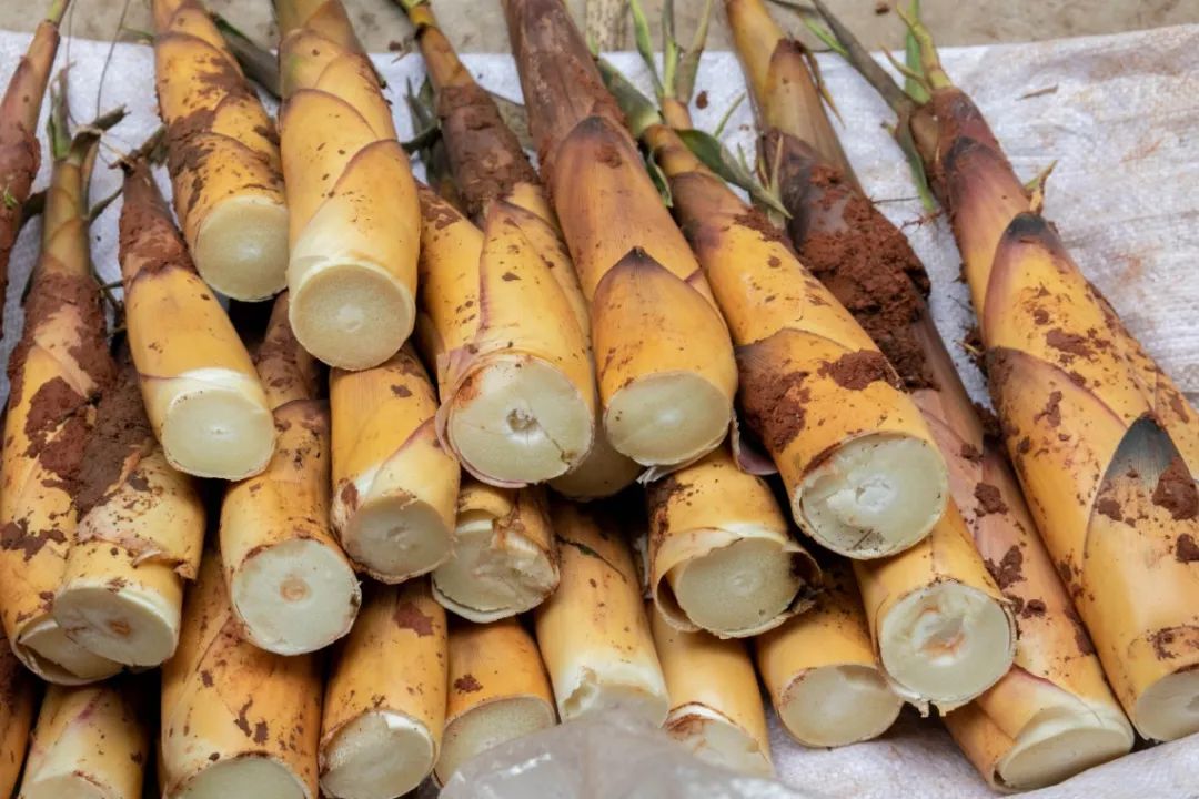 四月天山上春笋鲜,人间四月天春笋鲜