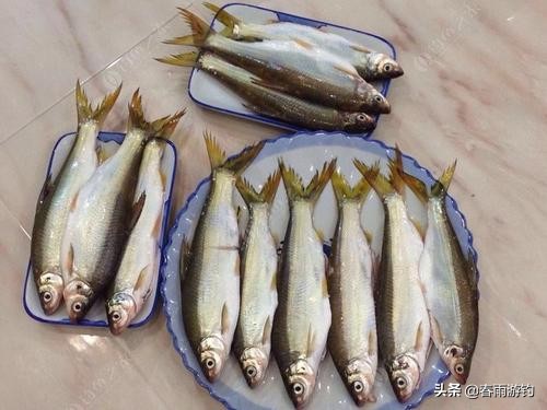 黄尾鲴鱼窝料推荐,钓黄鲴鱼用什么饵料